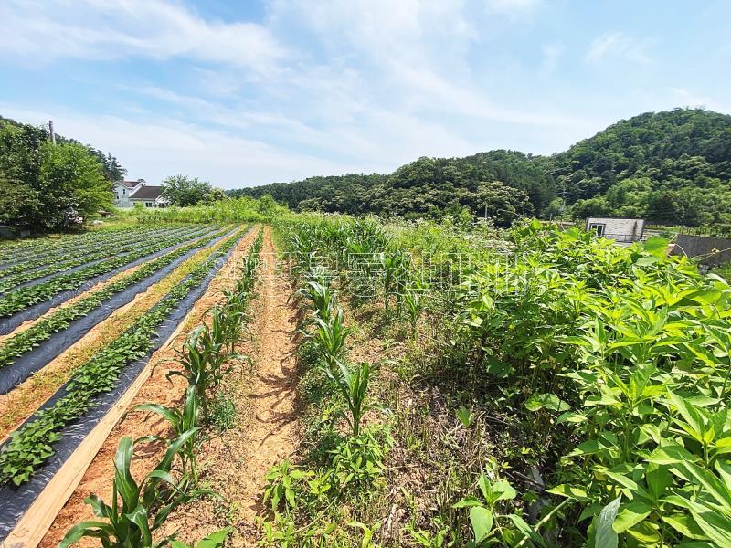 양평군 양서면 청계리 청계산 자락의 공기좋은 토지_11